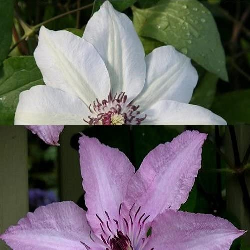 2 x Clematis Kletterpflanzen: Clematis Hagley Hybrid & Clematis Miss Bateman - Rosa/Weiß, Mehrjährig und Winterhart | 2 x 1,5 Liter Töpfe