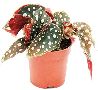 Exotenherz - Polka-Dot Begonie - Mini - Forellenbegonie - Begonia maculata wightii - 7cm