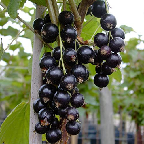 Titania (S) schwarze Johannisbeere Busch ca. 60-80 cm 3 Liter Topfballen
