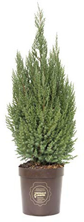Juniperus chinesis 'Stricta', Ginepro, Cespuglio, Pianta vera in vaso Vannucci Piante, Pianta da terrazzo (cod. 5) (1x)