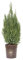 Juniperus chinesis 'Stricta', Ginepro, Cespuglio, Pianta vera in vaso Vannucci Piante, Pianta da terrazzo (cod. 5) (1x)