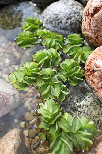 WASSERPFLANZEN WOLFF - Salvinia minima - Schwimmfarn - schwimmender Büschelfarn - Schutz für Fische