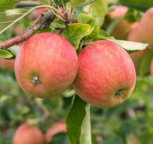 Rubinette Rosso Halbstamm, Herbstapfel, 150-170cm, im Topf