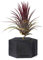 BOREEN - Plantas de Aire Tillandsia VAR con Soporte de Escritorio Decorativo (Hex. Madera Negra y Alambre de latón)
