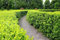 25 Liguster ovalifolium 100-150cm Ligustrum ovalifolium reine Pflanzhöhe Wurzelware Heckenpflanzen