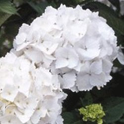 Hydrangea macrophylla 'Madame Emile Mouilliere' 15cm Pot Size
