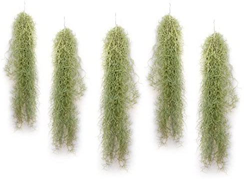 PLANDAIRE - Plantas de Aire Naturales Tillandsia Natural Usneoides - Clavel del Aire Musgo - Planta Aerea Natural - Plantas Colgantes - Plantas de exterior - Planta de Interior (5, 50-60 cm)