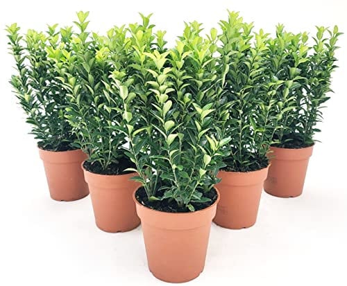 POWERS TO FLOWERS - EUONYMUS GREEN SPIDER, 6 PIANTE, BUXUS, BOSSO, VASO 13CM DIAMETRO, piante vere