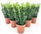 POWERS TO FLOWERS - EUONYMUS GREEN SPIDER, 6 PIANTE, BUXUS, BOSSO, VASO 13CM DIAMETRO, piante vere