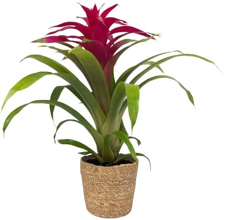 Guzmania 'Deseo Pink', pink, Topf-Ø 12 cm, mit Korb Maki, Höhe ca. 50 cm