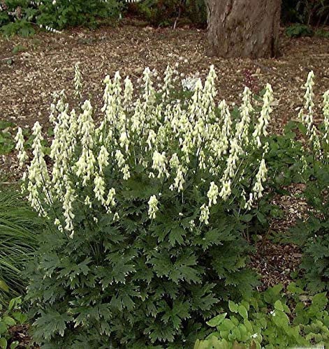 Eisenhut vulparia - Aconitum vulparia - Gartenpflanze