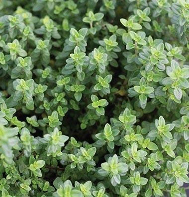 100 semillas de tomillo limonero aromático SF122 (tomillo de hoja ancha)