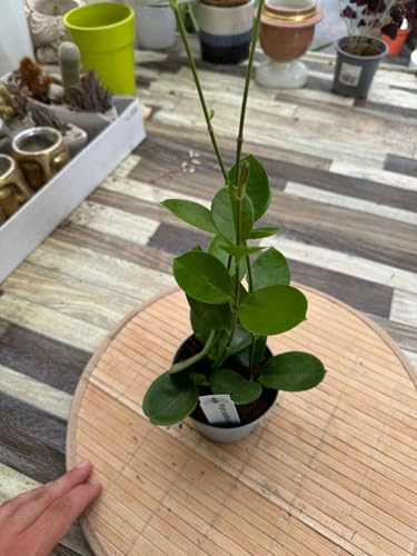 Hoya australis Pianta Grassa Fiore di Cera Vaso 10cm | Foto Reali