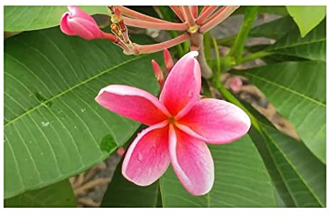 Stk - 3x Plumeria rubra Elsie Frangipani Wachsblume Garten Pflanzen - Samen B116 - Seeds & Plants Shop by Ipsa