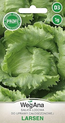 WegAna Semi di Lattuga Iceberg Larsen 1g, Semi di Lattuga Iceberg Verde Robusta, Semi di Ortaggi, Coltivazione di Semi, Semi per la Serra