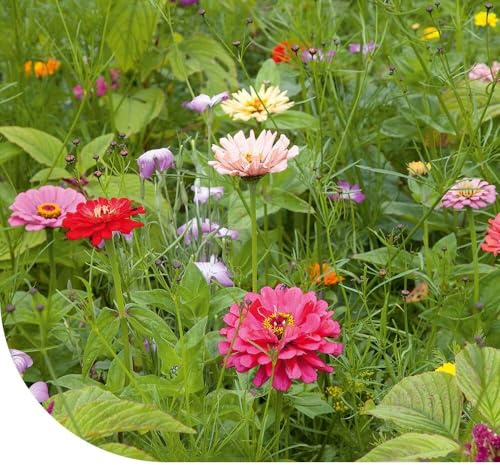 Einjährige Schnittblumenmischung 1kg - 500 m2 – Mischsamen für bunte Gartenblumen – 32 Blumenarten – Geeignet für alle Bodentypen