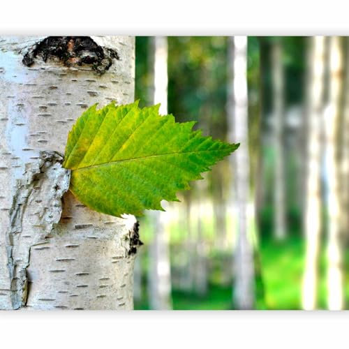 murando Fototapete selbstklebend Birke 245x193cm - Foto Tapete Tapetenfolie Möbelfolie Wandverkleidung Wandtapete Motivtapeten Bildtapete Wohnzimmer 3d Effekt Modern Natur Baum Wald Blatt 100403-146