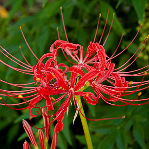 resistentes bulbos Lycoris radiata, adecuado para plantar al aire libre, bulbos de azucena, resistentes para el jardín. -2bulbs-B