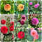 tubérculos de dalia, bulbos de dalia, Bonsái de jardín Tubérculos de dalia resistentes Planta perenne resistente que cubre el suelo Decoración de flores, plantas de jardín, bonzai 4pcs