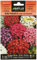 Batlle Aster DE Chine Nain Fleur Chrysantheme