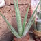 Echte Aloe Vera,medizinisch, 12cm Topf, sehr große Pflanzen mit ca.40 cm Höhe (3Pflanzen)