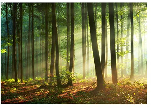 Papel Pintado Bosque Sol Árboles Naturaleza Salón Dormitorio - Incluye Pegamento - Fotomurales Pared Tejido No Tejido Decorativos Murales Fotográfico XXL Moderno Decoración de Paredes (416x254 cm)