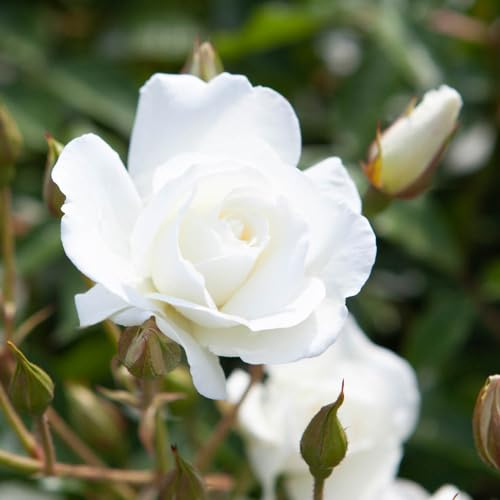 YouGarden Rose 'Iceberg' 4 Litre Pot