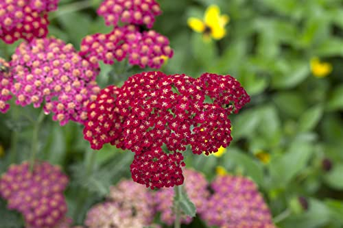 Achillea millefolium 'Red Velvet' ca. 9x9 cm Topf, Schafgarbe, rote Blüten, Blütezeit Juni-September, ideal für Beete, trockenheitsresistent, pflegeleicht