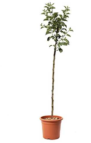 KENTIS – Apfelbaum Kanada Renette – Malus Domestica – Apfel Pflanzen – Echte Outdoor Pflanzen – Garten Obstbaum – Obstpflanzen – Topf Ø 24 cm