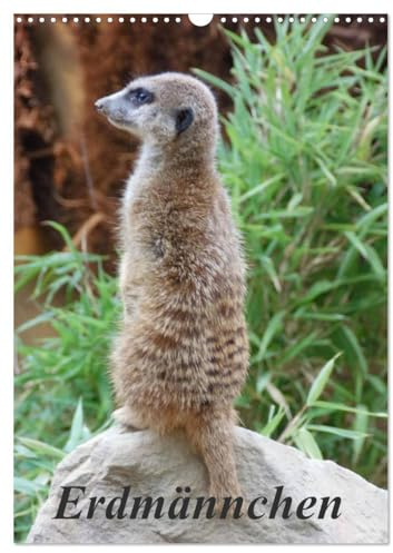Erdmännchen (Wandkalender 2026 DIN A3 hoch), CALVENDO Monatskalender: Ein Kalender über die kleinen Erdmännchen (CALVENDO Tiere)