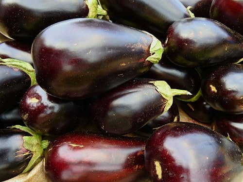 JustSeed - graines de Legumes Aubergine Black Beauty 500 graines