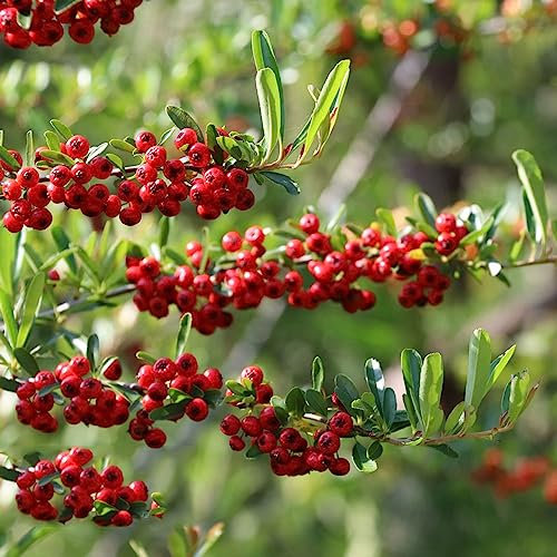 100 piezas semillas de espino de fuego - árboles frutales plantas resistentes en macetas,Pyracantha fortuneana, frutas exoticas frutas frescas plantas de interior plantas deco