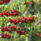 100 piezas semillas de espino de fuego - árboles frutales plantas resistentes en macetas,Pyracantha fortuneana, frutas exoticas frutas frescas plantas de interior plantas deco