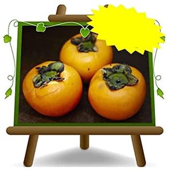 Khaki Mela Sorten O’Gosho - Obstpflanze alte Frucht auf Blumentopf 26 Baum max 200 cm - 4 Jahre Anbau Italien