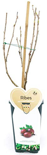 POWERS TO FLOWERS - PIANTA DI UVA CRISPA, UVA SPINA, pianta vera