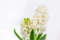 Bulbos De Flores Exterior Bulbos, Calas Bulbos Bulbos, Flores Bulbos, Perennes Jacintos Bulbos, Perennes VersáTil Para Todas Las Estaciones,-4bulbos-G