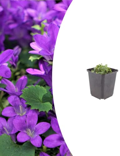 Campanula portenschlagiana | 60 pièces - 10-25cm - Ø9cm - Plante de jardin