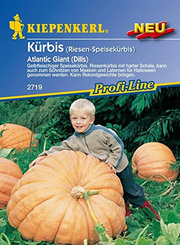 Kiepenkerl, Kürbis Atlantic Giant