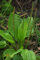graines de Plantain Majeur, plantago major 2 grammes