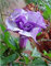 Blumensamen BLACK CURRENT SWIRL Engel Trompete Stechapfel samen Duftenden Lila Doppel/Dreifach garten dekoration blume 50 stücke