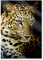 Pixxprint Glasbild, Wandbild aus Echtglas, Leopard mit blauen Augen, 60x80 cm, inkl. Aufhängung und Abstandshalter