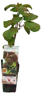 Planta de Kiwi Autofértil Natural Enredadera Frutal de Exterior