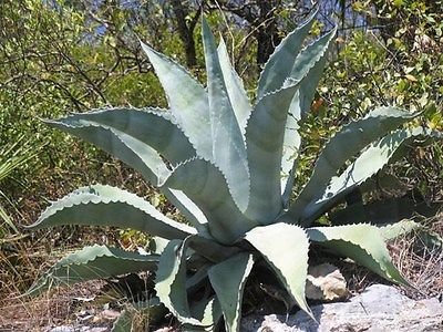 Exotic Agave Americana Delle piante 5 Semi ~ pianta messicana Maguey ~ Americana Aloe secolo