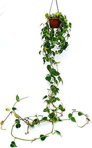 PHILODENDRON SCANDENS BRASIL XXL, pianta vera