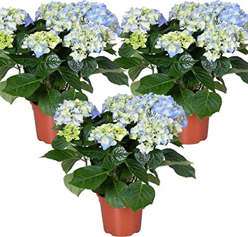 Trio de Hortensias Azules Plantas Naturales Pack de 3 Plantas para Terraza y Jardín Color Azul