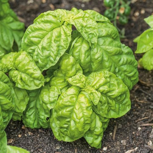 Eden Brothers Basil Seeds - Lettuce Leaf, Packet
