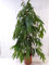 [Palmenlager] - XL Ficus bin. Amstel King - 150 cm/Zimmerpflanze ähnlich benjamini