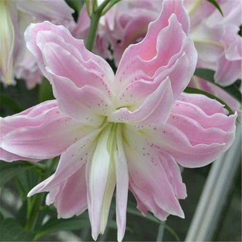 Bulbos de lirio rosa,Bulbos de lirios de colores,Bulbos de lirios para plantar,bulbos lilium asiatico,bulbos de lirios-2bulbos-D