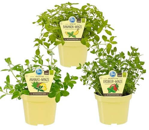 Fruchtige Minze-Sorten Set mit 3 Pflanzen Ananas Erdbeer Banane 12cm Topf