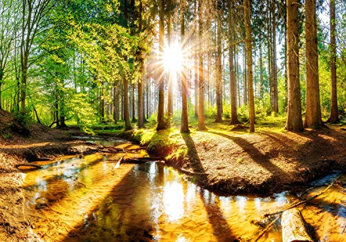 wandmotiv24 Fototapete Wald mit Fluss im Frühling, XXL 400 x 280 cm - 8 Teile, Wanddeko, Wandbild, Wandtapete, Bäume, Ufer, Wasser M5753